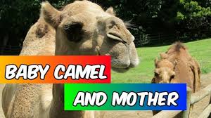 One day morning the jackal came to the camel and asked to cross the river and enjoy the sugarcane. A Merchant And His Donkey Moral Stories