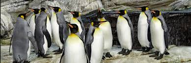 Feeding, habitat, distribution, reproduction, anatomy and more. King Penguin Zoo Berlin