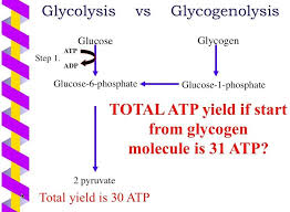 Note If Glycogen Enters In Glycolysis Net Gain Of Atp 3 Biochemistry Molecules Cycle