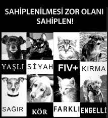 Mqikgnoelanonm