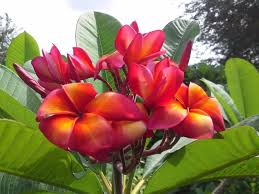 Plumeria Orange Splendor Frangipani Plumeria Tropical Flowers