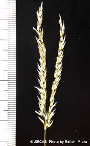 Image result for Digitaria poggeana