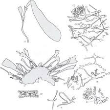 Cryplonemia delicalliia subsp. venezuelensis subsp. nov. FIG. 10. Habit... 