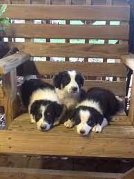 Border Collie Puppies For Sale Jacksonville Fl 210949