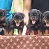 Hundreds of satisfied dkv rottweilers reviews. 1