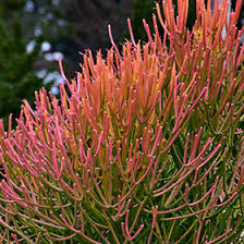 Image result for Euphorbia tirucalli