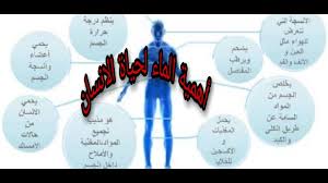 أهمية الماء للجهاز الدوري في جسم الانسان Youtube