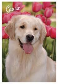 8 weeks old, vaccinated, dewormed twice and ready to go. 10 Golden Breeders Ideas Breeders Golden Retriever Retriever