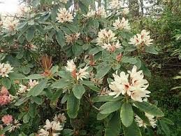 Find 276 listings related to a s garden center in wall on yp.com. Glendoick Gardens