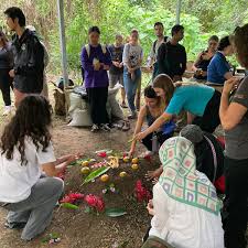 Image result for Oldenlandia verrucitesta