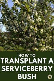 Some of the trees and flowers in deciduous forests are: Transplanting Saskatoon Bushes Without Killing Them