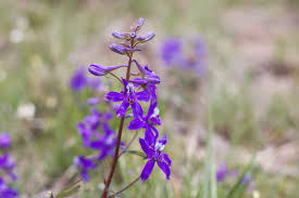 Larkspur Colorado S Wildflowers