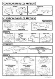 Nueva Ficha De La Clasificacion Del Reino Animal En Esta Ocasion En La Misma Ficha Los Anfibio Clasificacion De Seres Vivos Clasificacion De Animales Anfibios
