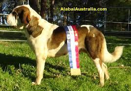 The huge dogs, weighing up to 220lbs and known locally as alabai, are pitted against each other to test their worthiness, breeders claim. Alabai Australia Our Dogs