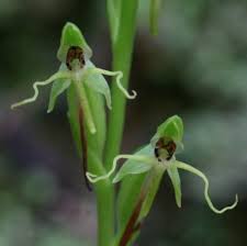 Image result for Habenaria schimperiana