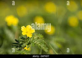 Image result for Bidens schimperi