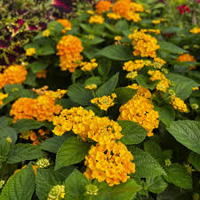 Image result for Lantana