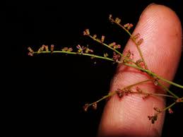 Image result for Laurembergia