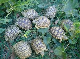 Keep your tortoise's habitat toasty and damp, like the warm countries these pets come from. Arizona Tortoise Compound Leopard Hatchlings Hatchling Leopard Tortoise Tortoise