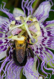Passionflower S Medicinal Edible Uses Chestnut School Passion Flower Herbalism Medicinal Plants
