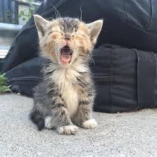 Epingle Sur Chats Mignons