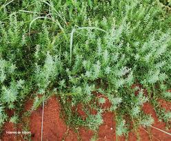 Image result for Pollichia