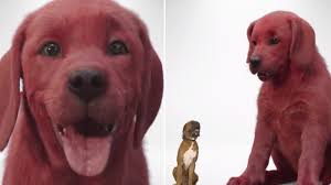 In the stories, which debuted in 1963, the red dog was a giant labrador retriever. Twitter Cowers In Fear Before Live Action Clifford The Big Red Dog Know Your Meme