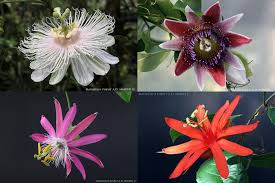 Image result for Viridivia suberosa