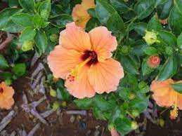 When hibiscus remains in their blooming phase, they require large amounts of water. Hibiscus Flower Care Do You Have To Deadhead Hibiscus Plants Hibiscus Plant Growing Hibiscus Flower Care