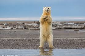 This specimen, when mounted, stood 3.39 m (11 ft 1 in) tall on its hindlegs. Polar Bear Cub Shows Off Its Dance Moves In Alaska Daily Mail Online