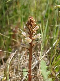 Image result for Orobanche