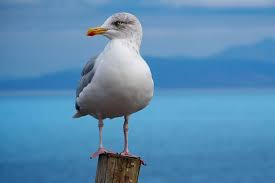 Image result for seagull