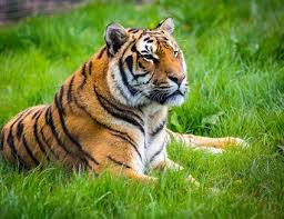 Clothing items left in the start areas and along the course are immediately donated to charity. Rapper Tyga Relinquishes Pet Tiger Jak Stworzyc Szczesliwy Dom Dla Swojego Zwierzaka