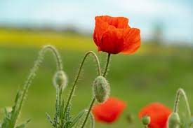 Red Poppy In Summer Close Up Of Poppy Blossom Flowers Blossom Flower Flowers Red Poppies