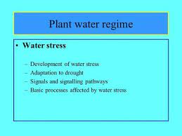 Plant Response To Stress Ppt Video Online Download