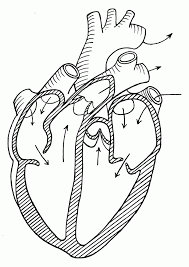 We did not find results for: Human Heart Coloring Pages Coloring Home