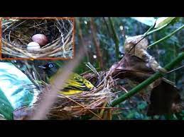 Suaranya yang sangat merdu di dengarkan serta kemudahan dalam perawatan membuat banyak kicau mania yang menyukai burung trucukan untuk di pelihara. Ngintip Sarang Burung Bejeg Kutilang Sutra Di Alam Liar Youtube