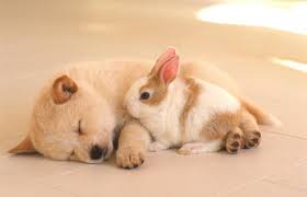 Chinese Astrology Signs Rabbit And Dog Compatibility