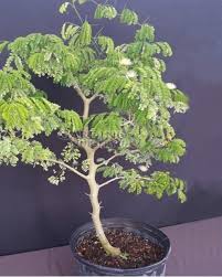 Image result for Albizia lebbeck
