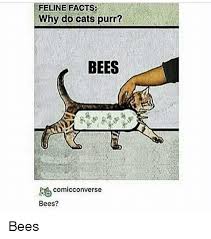 Memes Bees And Feline Facts Why Do Cats Purr Bees Comicconverse Bees Bees Lol In 2020 Why Do Cats Purr Cat Memes Cat Purr