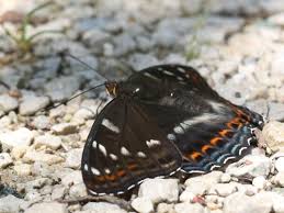 Image result for Limenitis populi