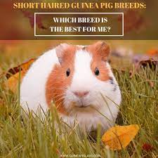 Pin On Guinea Pig Breeds And Breeding