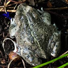 Find out how to identify common garden birds and how you can attract birds to your garden. Attract Toads To Your Garden Wildflower Yard