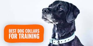 Discover the best dog training collars in best sellers. 12 Best Dog Collars For Training Material Methods Ethics Reviews