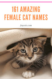Black And White Tabby Cat Breeds 161 Female Tabby Cat Names You Will Love With Images Cat Names Grey Cat Names Tabby Cat Names