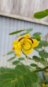 Image result for Senna bicapsularis