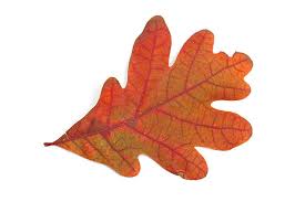 Image result for white oak leaf