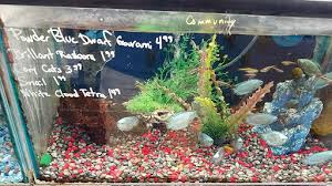 75 gallon fish tank $75.00. Aquarium Greentree Pet Center Reviews And Photos 1604 Greentree Blvd Clarksville In 47129 Usa