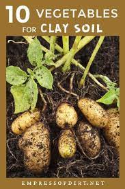10 Best Vegetables For Clay Soils Empress Of Dirt Clay Soil Winter Vegetables Gardening Vegetables