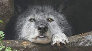 To get them the attention their cute and cuddly looks truly deserve, bored panda has collected a heartwarming list of fuzzy. Cute Wolf Pouts Over Rain Youtube